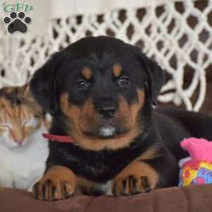 Amaya, Bernese Mountain Dog Mix Puppy